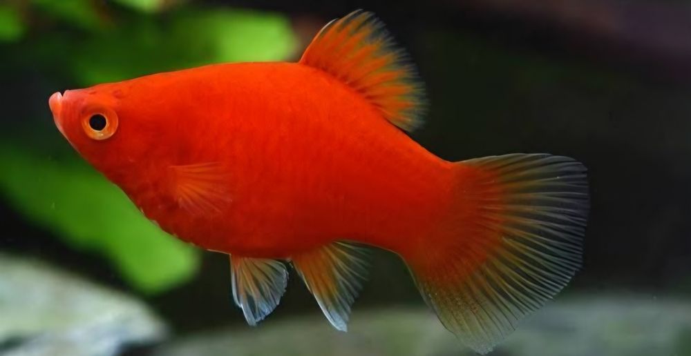 Меченосцы и пецилии