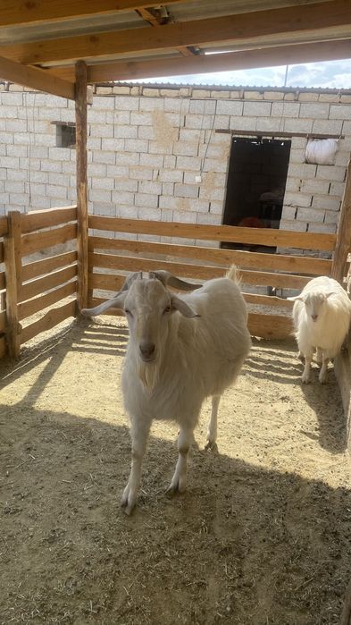 Орыс ешки занен козлы