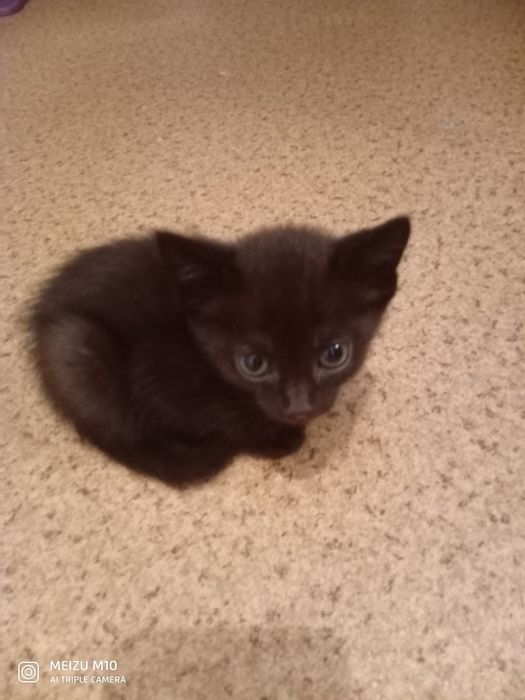 отдам в хорошие руки!