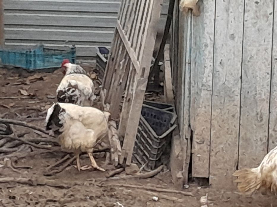 Продам курей гусей и уток