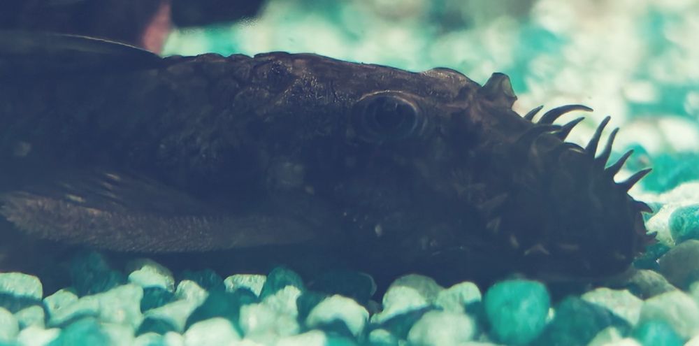 Аквариум с рибки, 120 литра