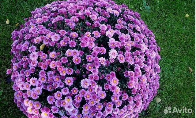 Globus xrizantema глобус хризантема