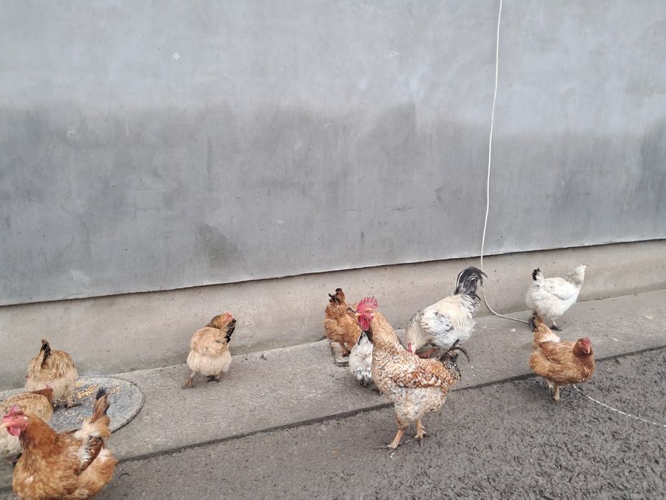 Vând găini si cocosi de tara
