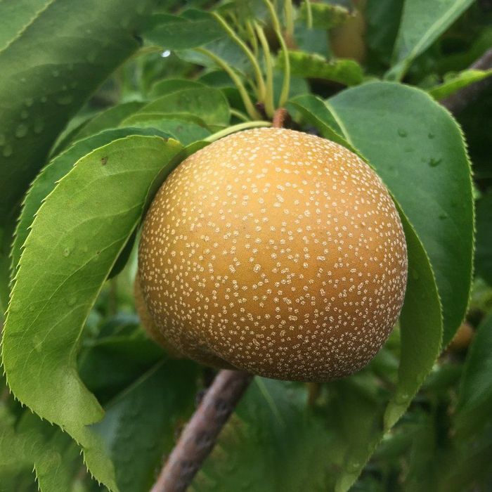 Pomi Fructiferi deosebiti  par japonoz nashi hosui