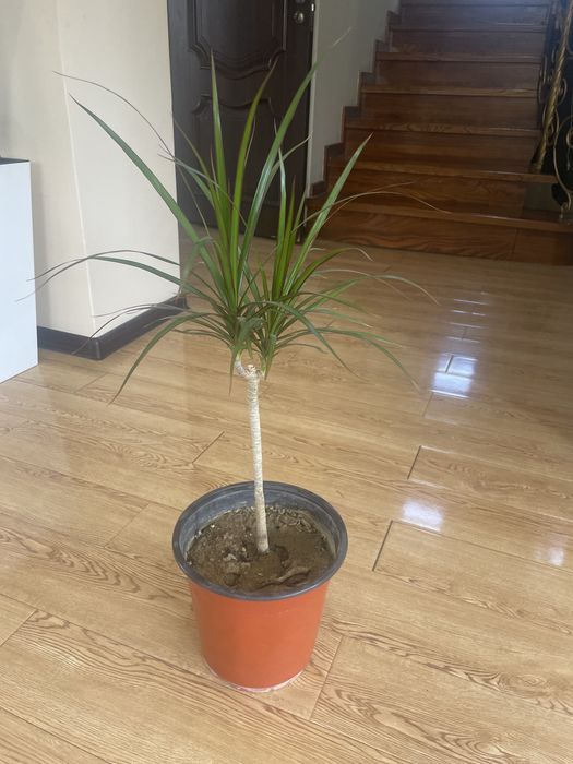 Драцена - комнатное растение