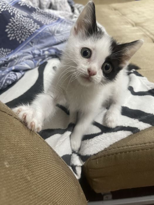 Котик домашний .Привитый