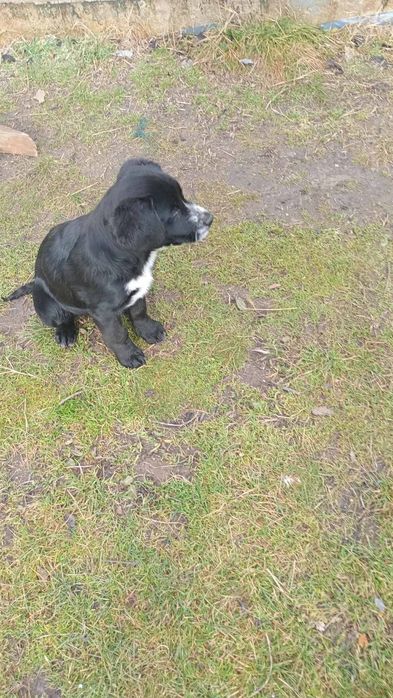 Подарявам кученца