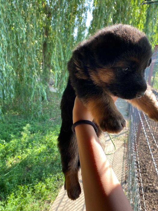 Ciobanesc German 1 luni