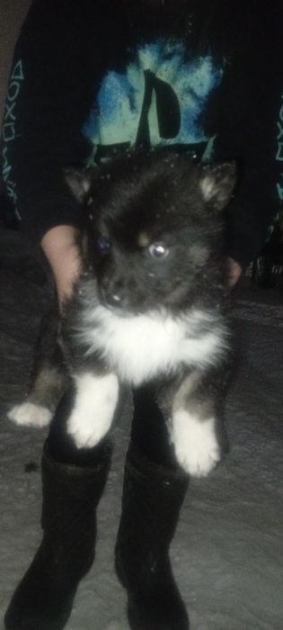 Продам щенков лайки