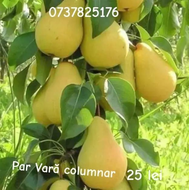 Vând pomi columnari