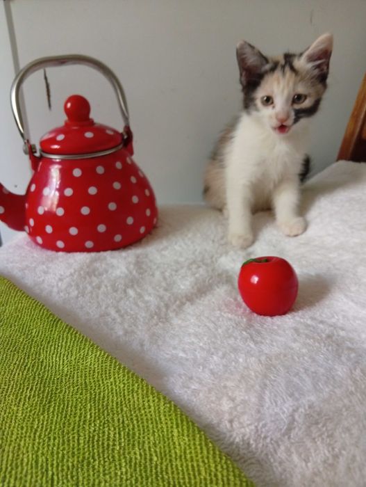 Отдам даром котенка