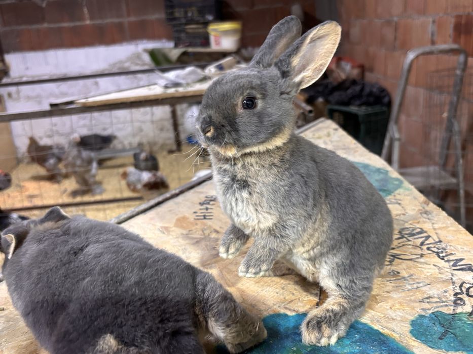 Iepurasi rex loh negru si albastru