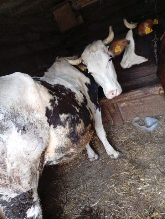 Vând vaca gestanta in 8 luni