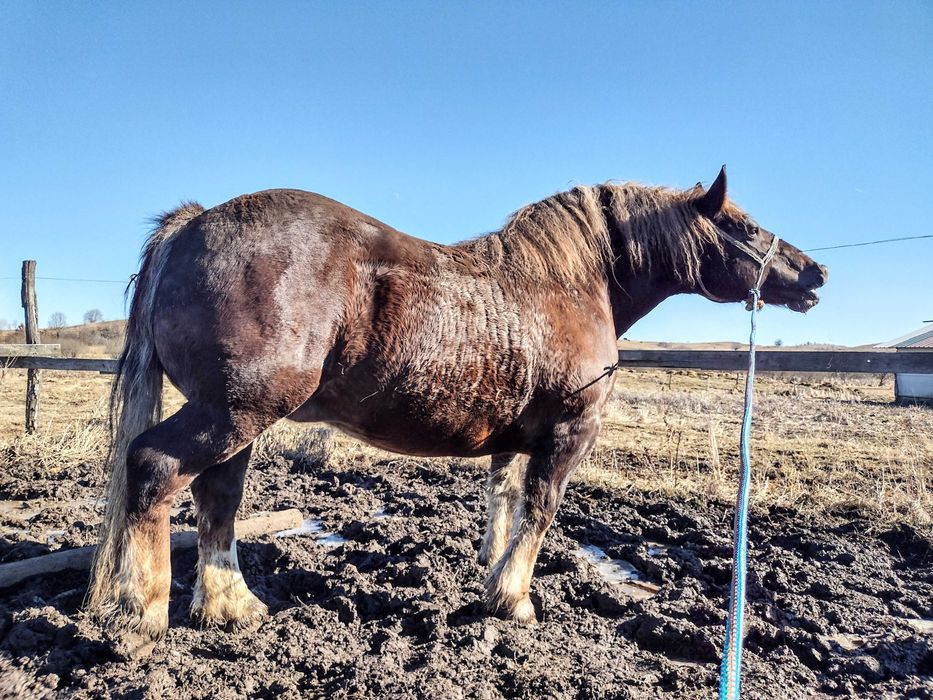 Manza 5 luni breton comtois