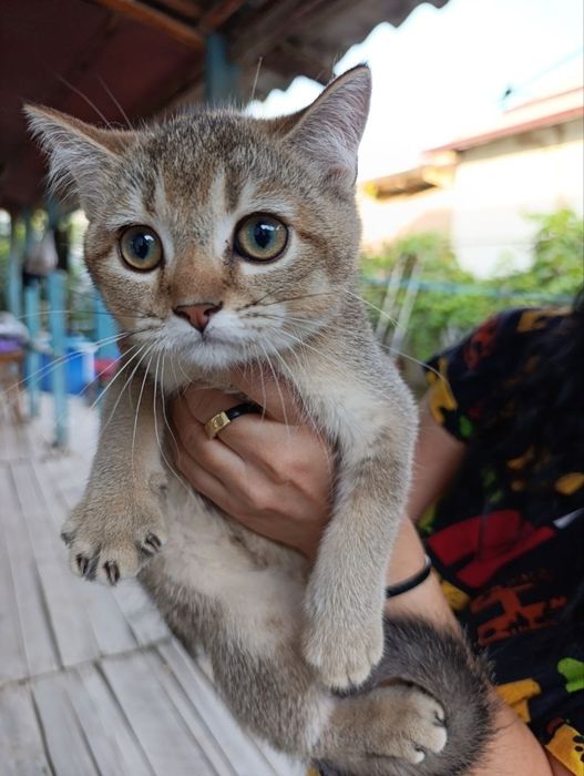 Продаются котята Скоттиш фолд