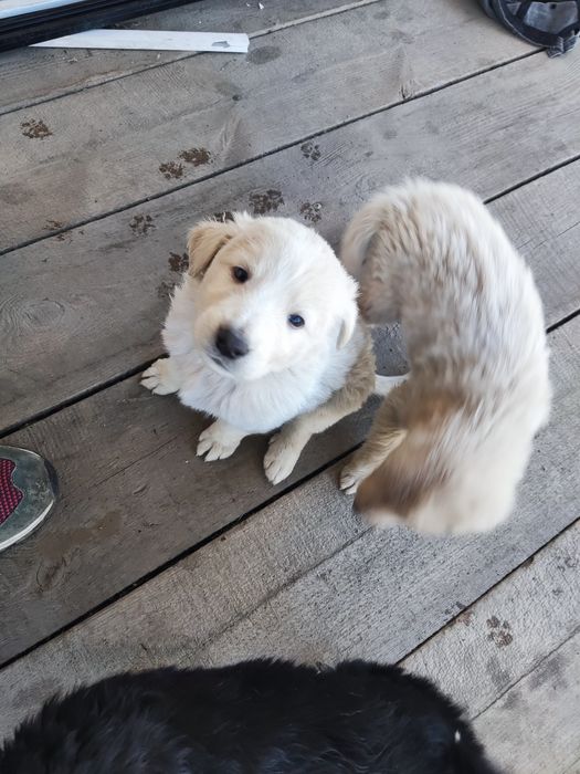 Продам щенят "Тазы"