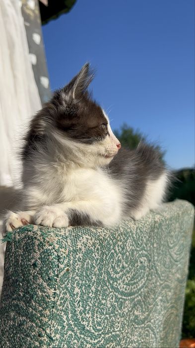 В добрые руки котенок