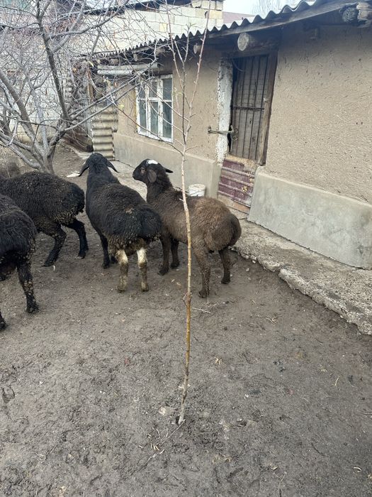 Қошқар сатылады, продается бараны цена договорная