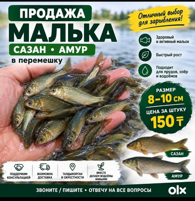 Малек сазан амур