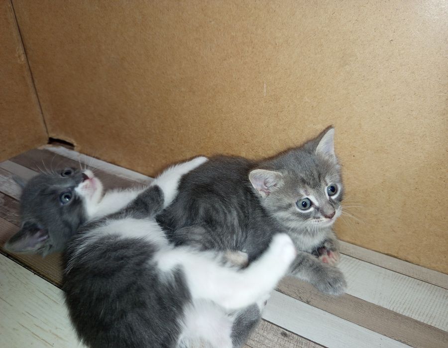 Подарявам котета