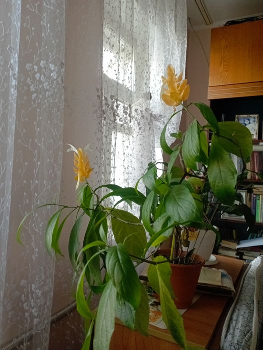 Домашние растения