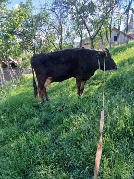Vând vaca  de 1 luna jumate fata