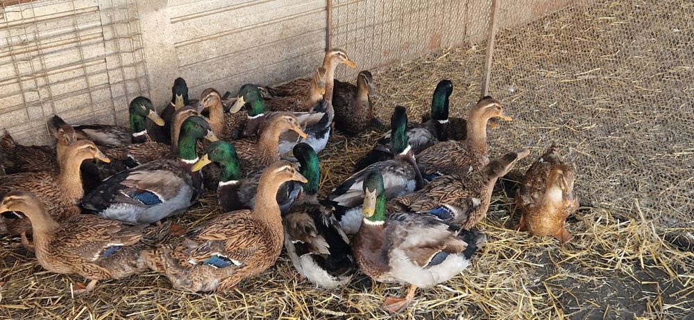 Oua rate rouen expozitie