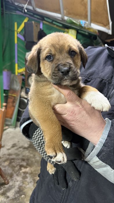 Трое  замечательных щенят ищут своих Мам и Пап !