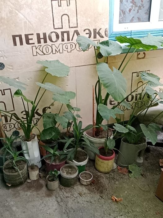 Цветы дёшево ...