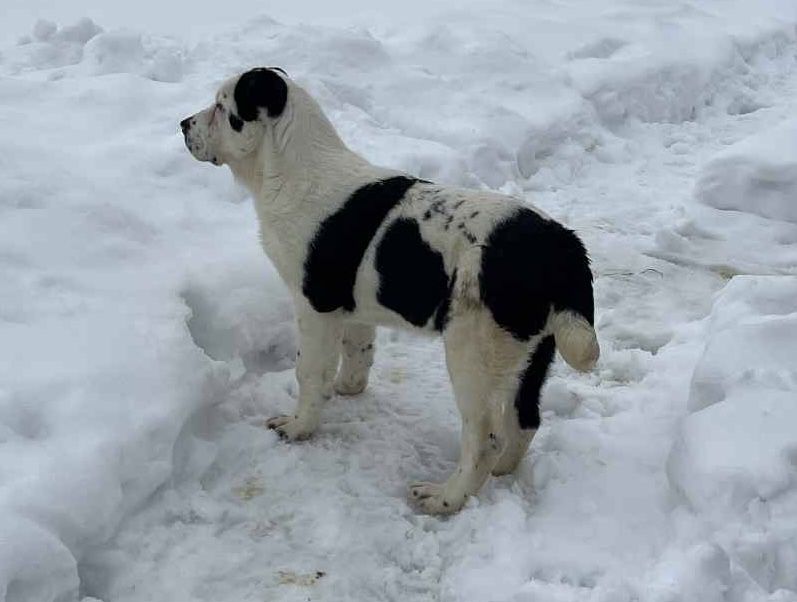 Femela asia centrala