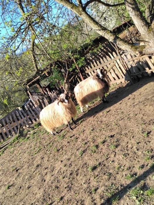Berbecii disponibili
