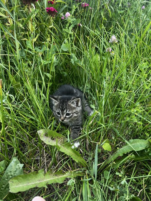 Отдам 2 котят в хорошие руки