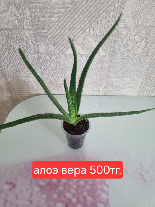 Продам домашние растения эсхинантус, орхидея, алоэ вера