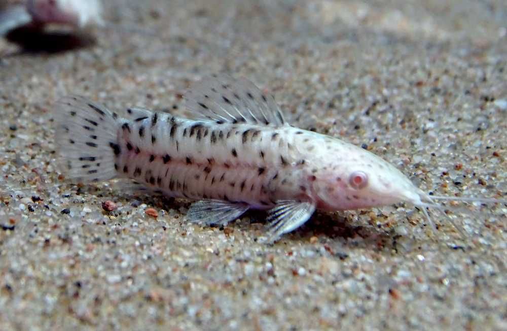 Аквариумный сом "Торакатум"