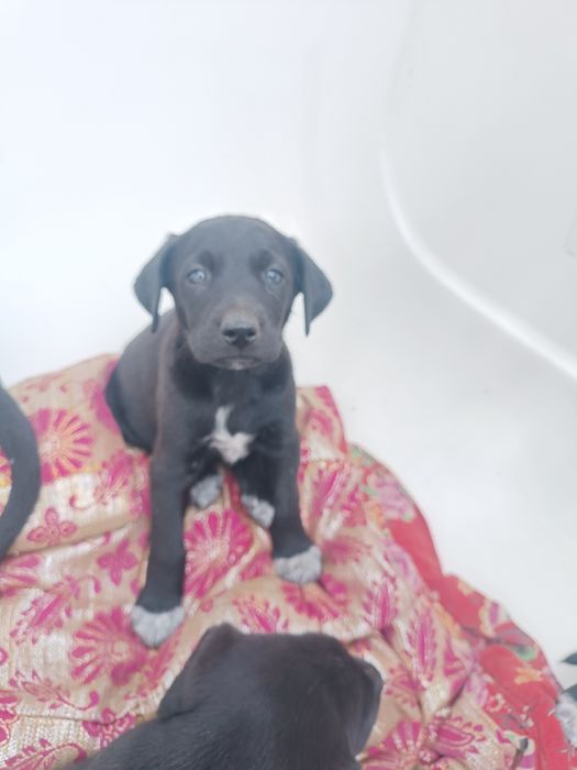 Бесплатно в добрые руки