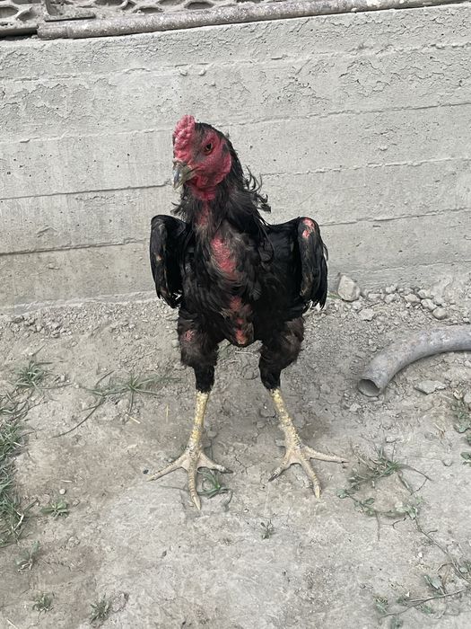 Alina Eremenko porno filmlar tomosha