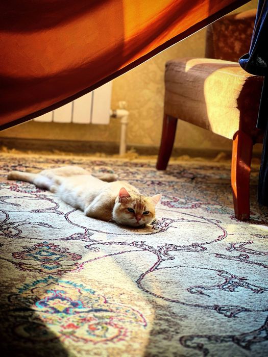 Кот для вязки – британская золотая шиншилла