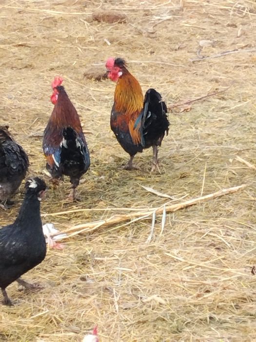 Японский кораздар