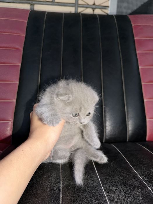 Породистая кошка
