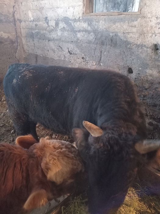 Бука сатылады семиз