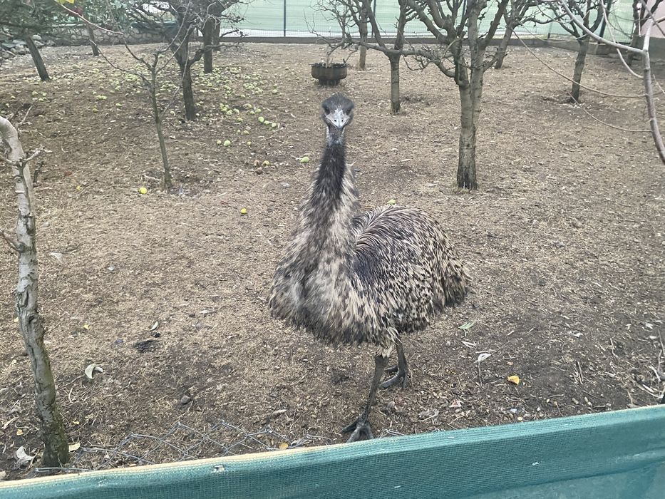 Vand struti emu sau schimb