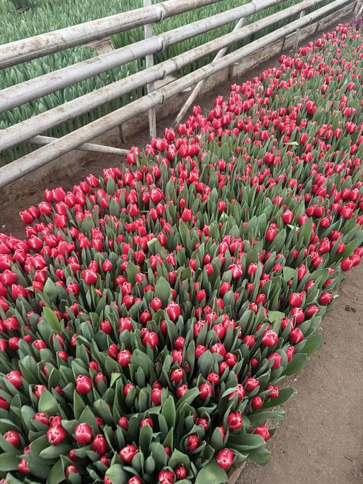 Бронь и продажа тюльпанов Алматы