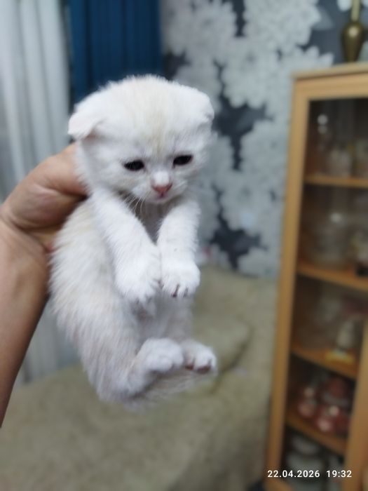 Готовы к продаже шотландские котята