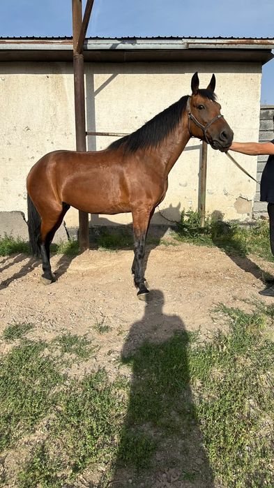 Продам кобылу бие жорга инаходка