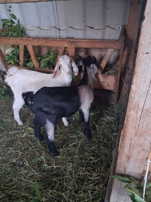 Vând 2 tapiserie de 3 luni A.N