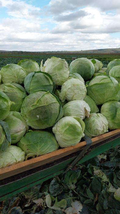 Varza de BUZĂU de vânzare