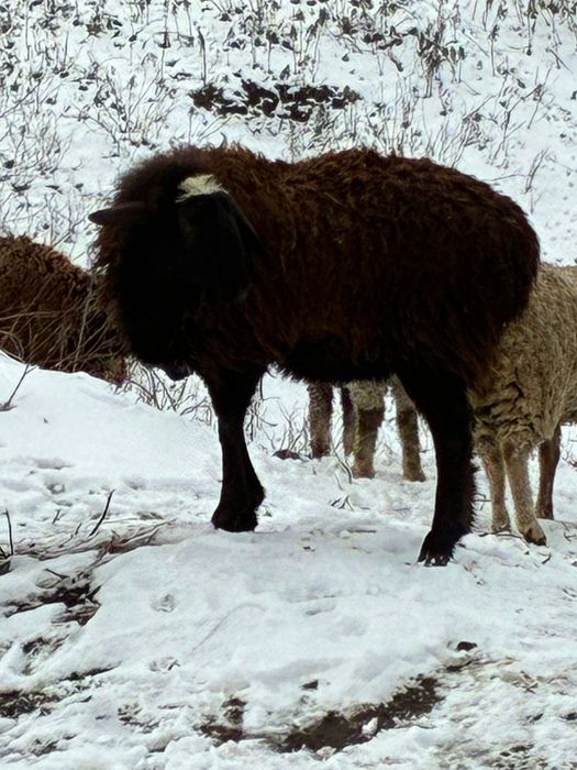 Кой сатылады семь токтылар