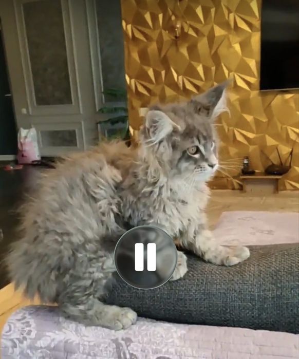 Продается котенок мейнкун