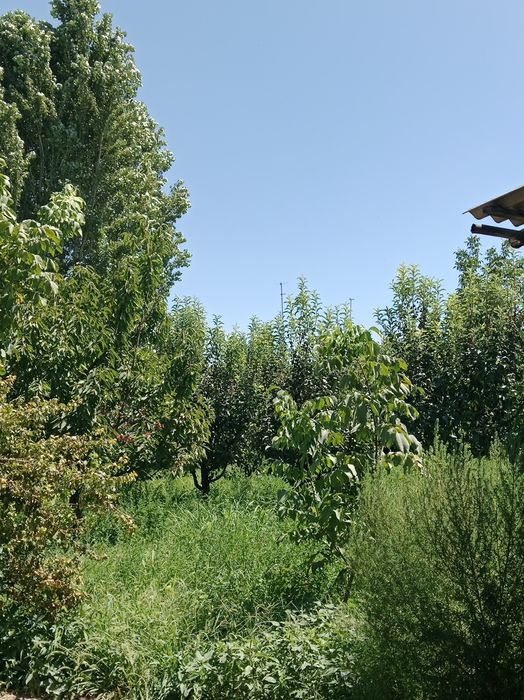 Тошкент вилояти қибрай тумани