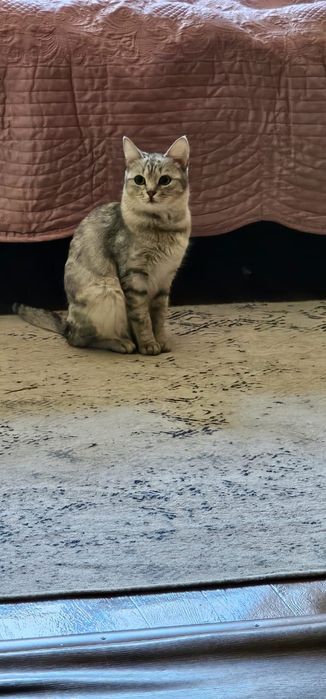 Отдам в хорошие руки